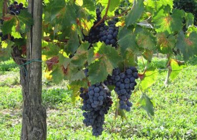 Chianti classico vins