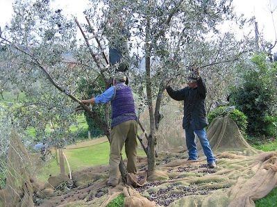 Olive harvest Castellina